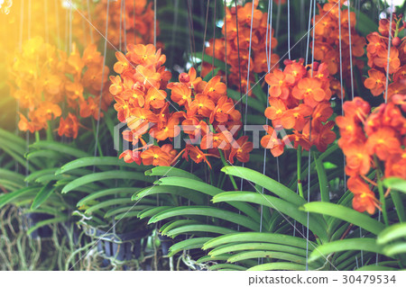 orchidflower,flowerfellfrisk 图库照片: orchid flowers in flower market for sale