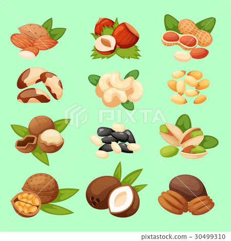 插图素材: set of nuts vector illustration food natural