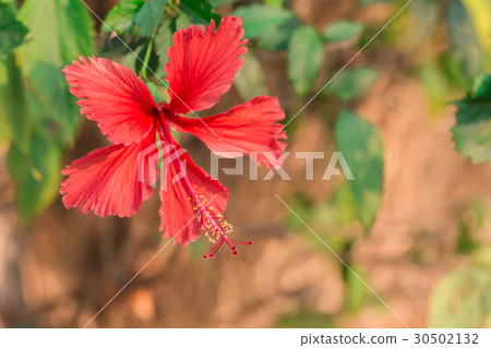 图库照片: red hibiscus flower