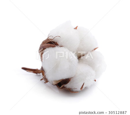 图库照片: cotton flower