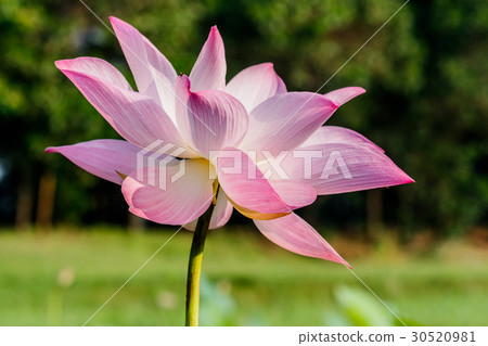 图库照片: beautiful pink waterlily or lotus flower in pond