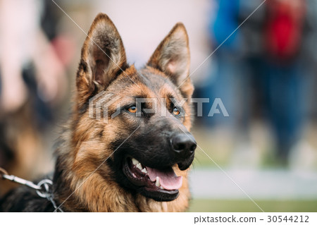 alsatian wolf dog or