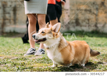 图库照片 pembroke welsh corgi dog is a small type of