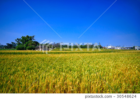 图库照片: wheat field