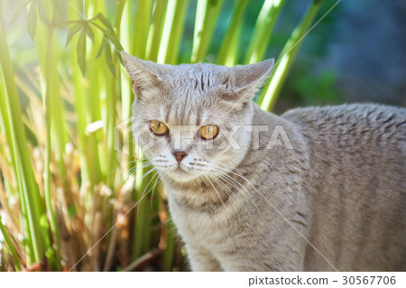 图库照片: cat is hunting in the grass