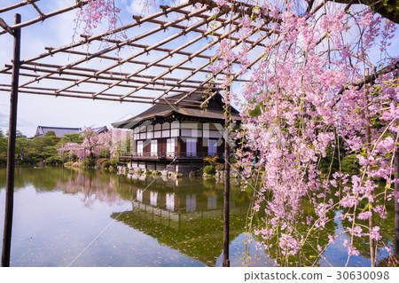 图库照片: 京都平安神宫神宫神社樱花