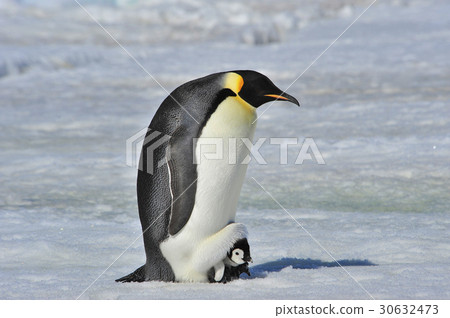 图库照片: emperor penguin with chick