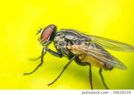 图库照片: macro of flies or fly insect