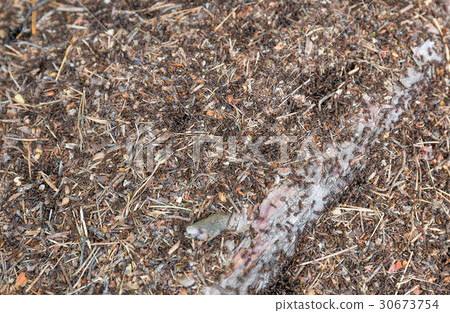 图库照片: forest ants in an anthill