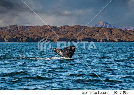 图库照片: grey whale tail going down in ocean at sunset