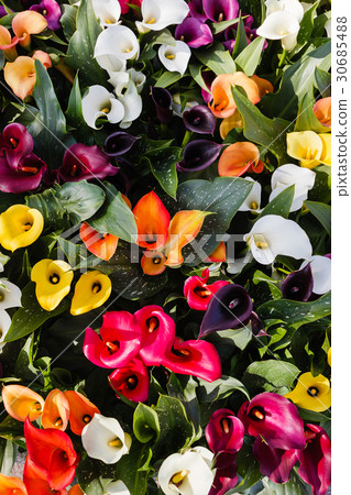 图库照片 calla flowers