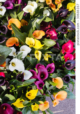 图库照片 calla flowers