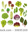 图库插图 colorful watercolor vector healthy vegetable