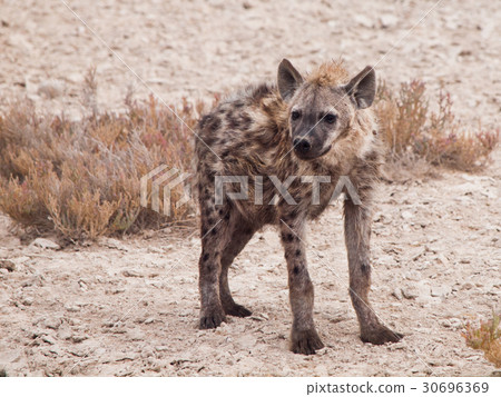 图库照片: hyena in african grassland of etosha national park