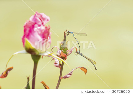 图库照片: 玫瑰 玫瑰花 蜻蜓