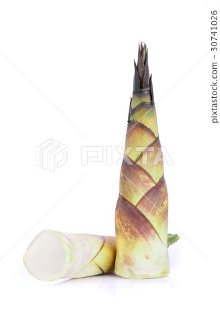 图库照片: bamboo shoot isolated on white background