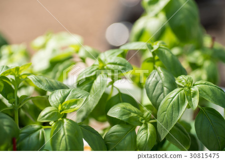 图库照片 香草 草本的 药草