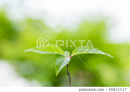 图库照片: 橡树发芽