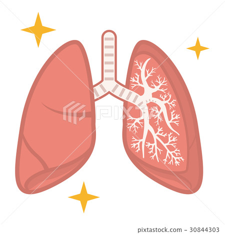 插图素材: 肺部 肺 生气蓬勃的