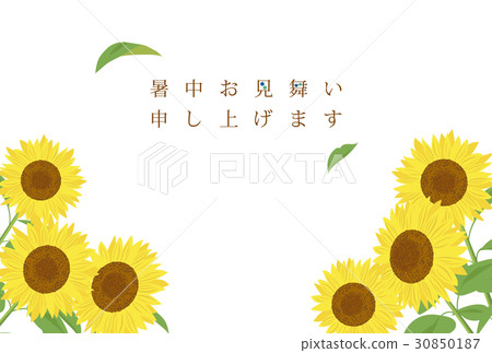 植物_花 向日葵 插图 向日葵的炎热的夏天模板 首页 插图 植物_花