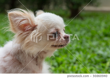 图库照片: chihuahua dog
