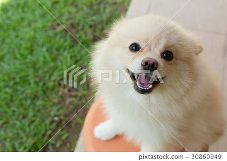 图库照片 white puppy pomeranian dog cute pet smile