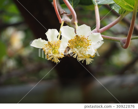 图库照片 猕猴桃花(雌花)