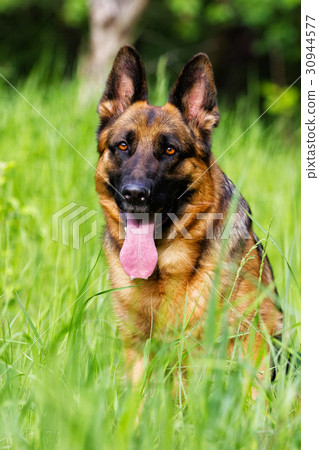 图库照片: german shepherd dog sitting in the grass