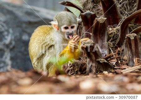 图库照片: an squirrel monkey