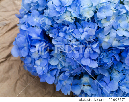 图库照片: blue hydrangea flower.