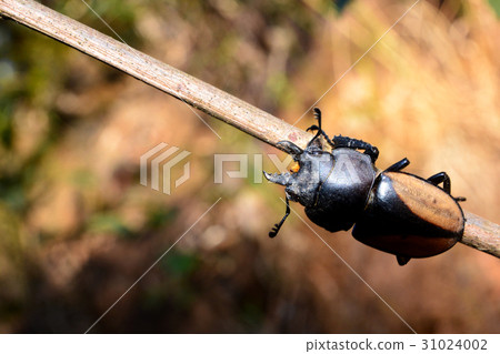 图库照片: rhinoceros beetle, rhino beetle