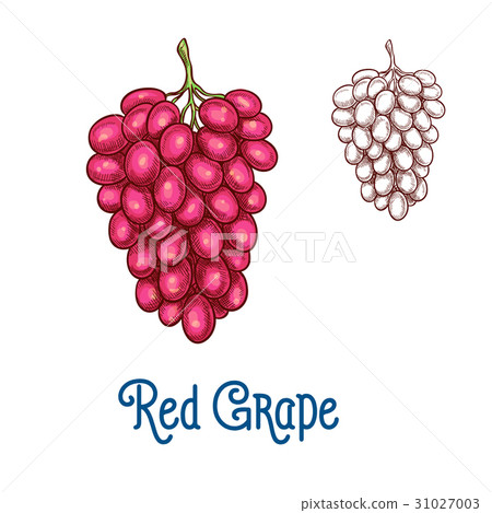 插图素材: red grape fruit isolated sketch for food design 查看