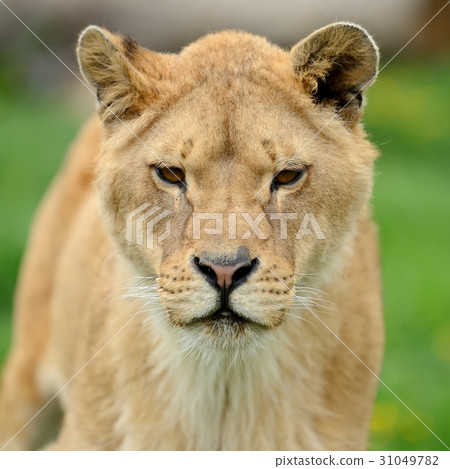 图库照片: lion in green grass