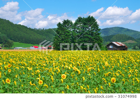 北海道 向日葵花田 首页 照片 人物 男女 日本人 风景 北海道 向日葵
