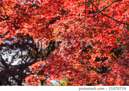 图库照片: autumn red maple leaves with the sunlight.