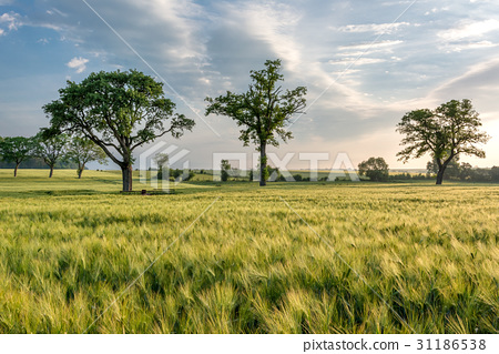 图库照片 typical landscape of lorraine