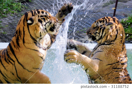 图库照片: bengal tiger fighting, big cats