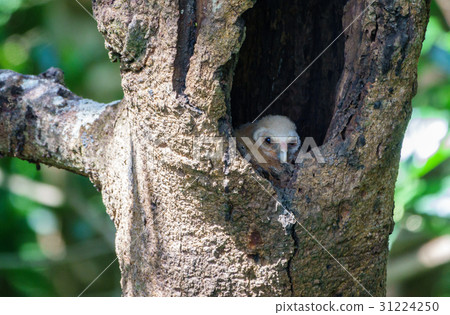 照片素材(图片): bird spotted chick owl inside nest in tree hole