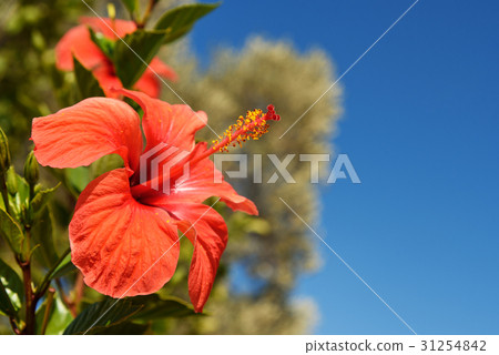 图库照片: red hibiscus flower