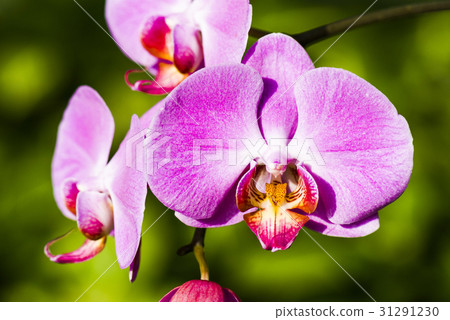 orchid,orchid22 照片素材(图片): closeup of pink orchid phalaenopsis