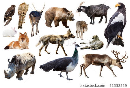 图库照片: asia animals isolated