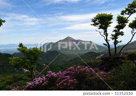 图库照片 九州杜鹃 雾岛山区 雾岛山