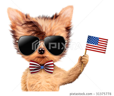 图库插图: funny dog holding usa flag. concept of 4th of july