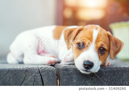 图库照片: jack russel puppy on white carpet