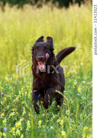 图库照片: flat coated retriever dog running in the grass