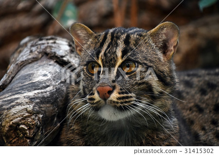 图库照片: close up portrait of fishing cat