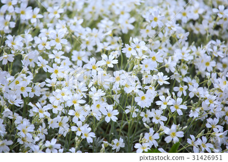 图库照片: white flowers of cerastium tomentosum