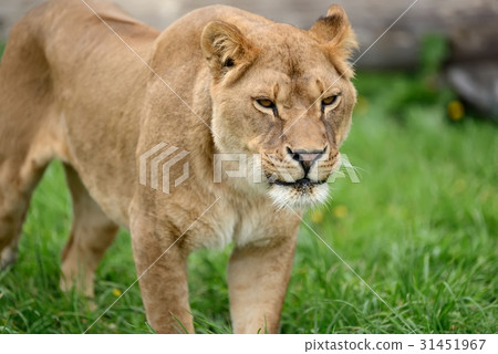 图库照片: lion in green grass