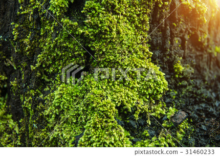 图库照片: green moss in the morning with sunlight.