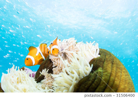 图库照片: 小丑anemonefish